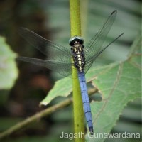 Orthetrum luzonicum Brauer, 1868